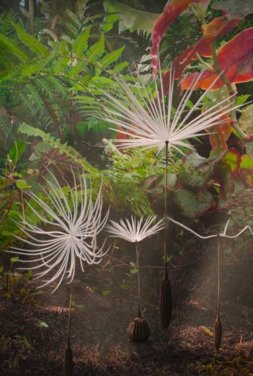 Dandelion's Odyssey
