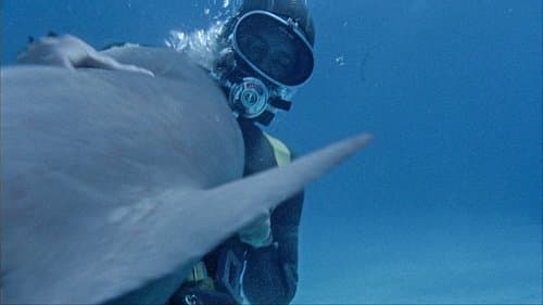 Shark